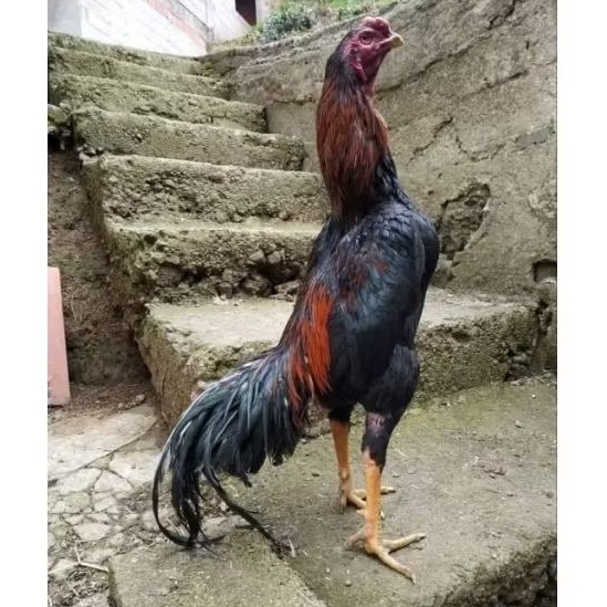 Telur ayam shamo fertil bangkok Thailand tetas