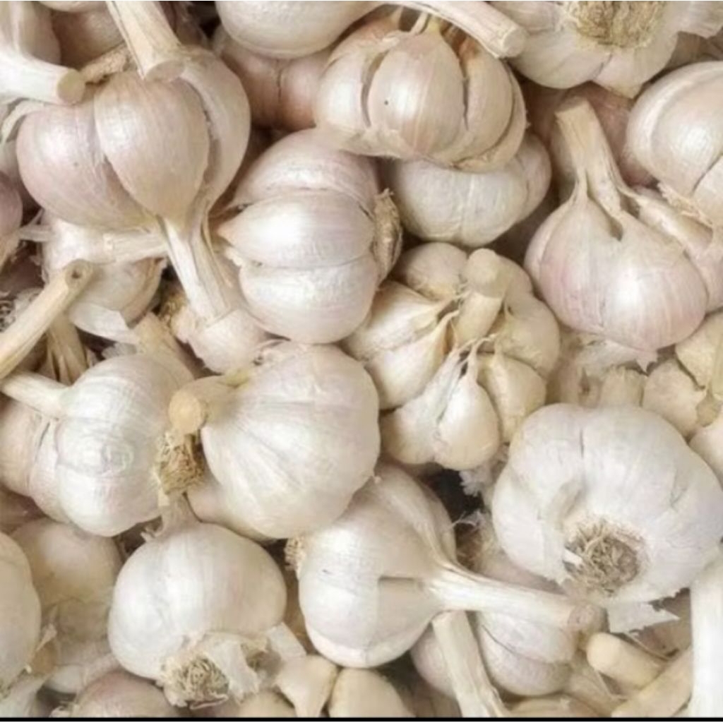 Bawang Putih KATING 1 KG