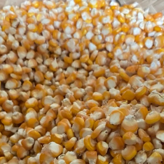 Jagung pipil kering 1kg