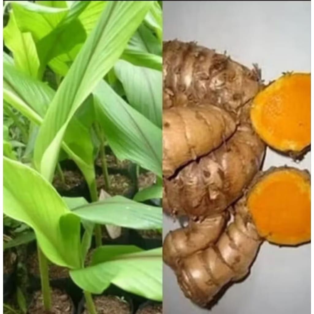 Bibit Temulawak,Bibit Tanaman Temulawak Curcuma,pohon temulawak