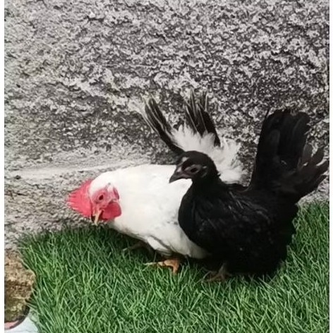 ayam kate jantan muda