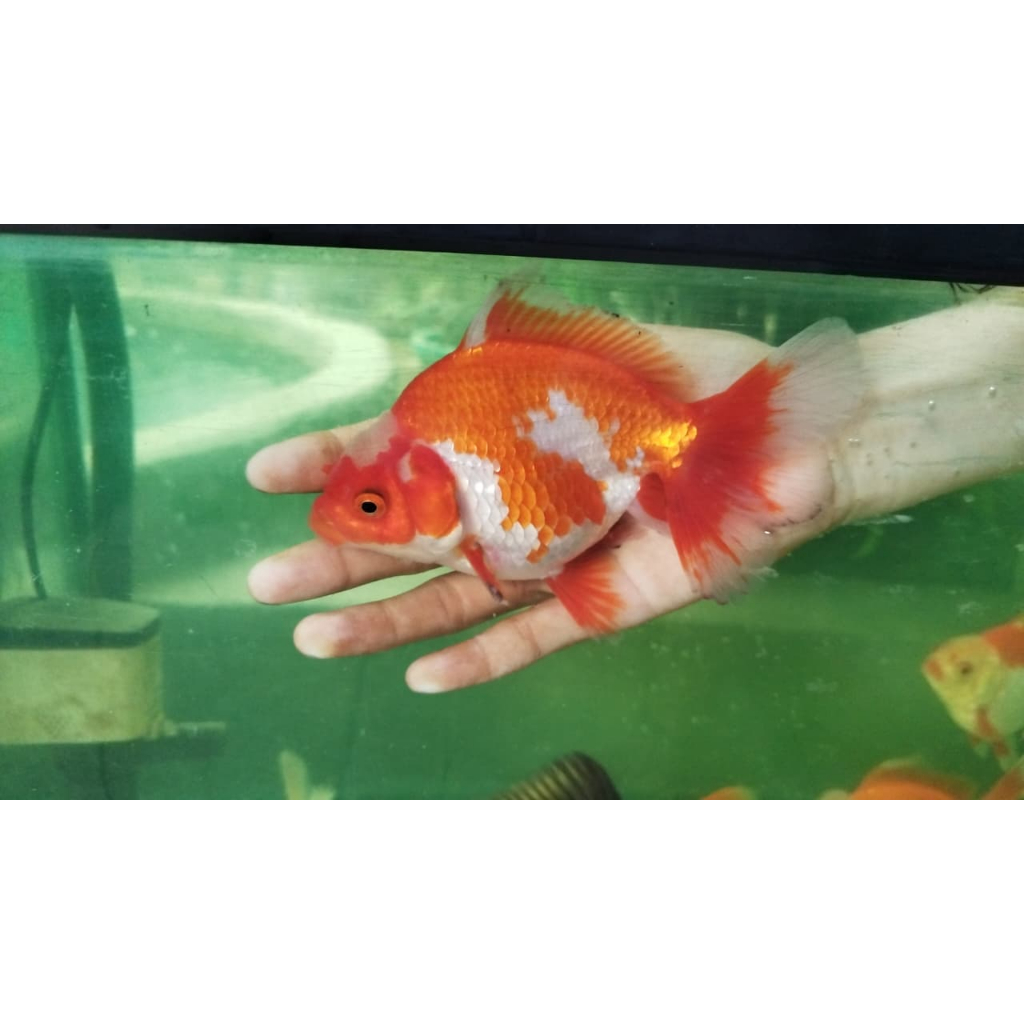 Mainan Koki Oranda Rosetail 12-14cm