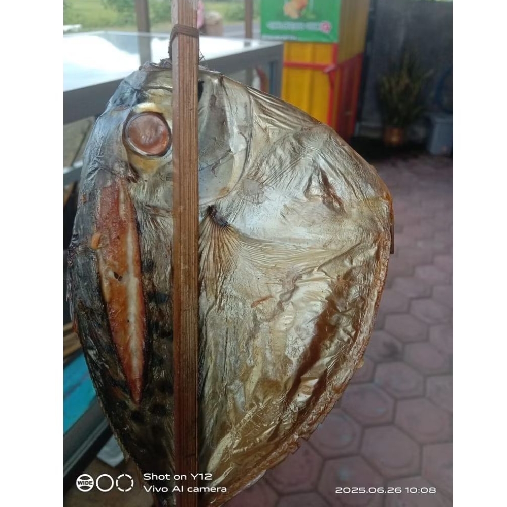 1EKOR BESAR IKAN ASAP SEMAR