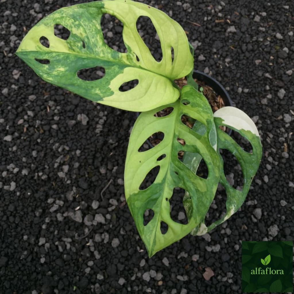 Janda Bolong Varigata Jepang Tanaman Hias