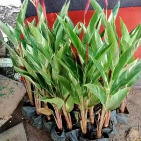 pohon pisang heliconia varigata tanaman hias pohon pisang heliconia varigata