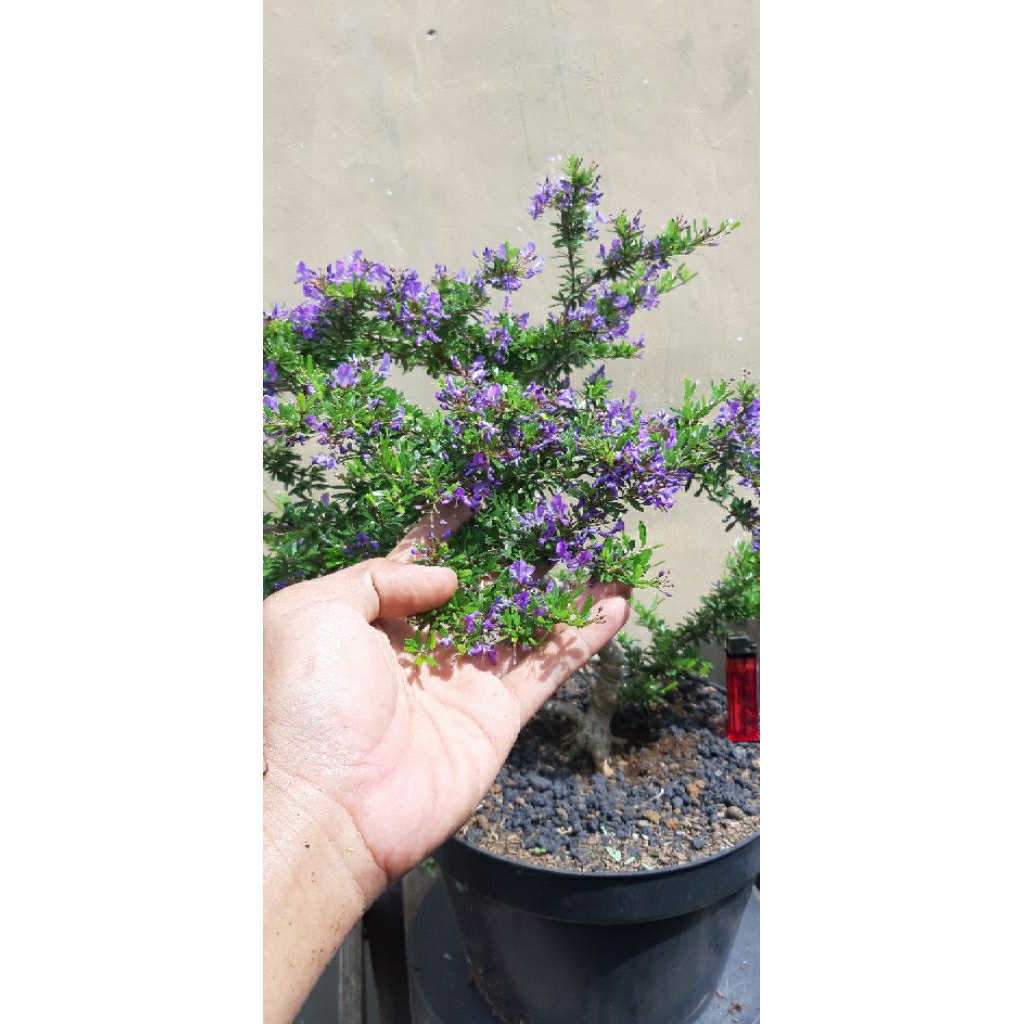 Saeng Simbur Mikro Vietnam bunga Ungu