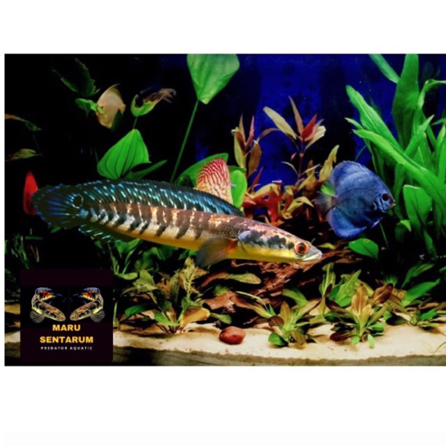 GARANSI 100% CHANNA MARU YS / YELLOW SENTARUM 8-20CM BAHAN KONTES GRADE A