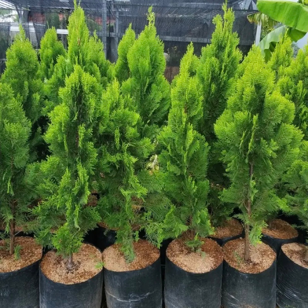 RIMBUN Pohon Cemara Kipas UKURAN 1 METER Pohon Cemara kipas 1 meter Tanaman Hias Hidup -Taman - Tana