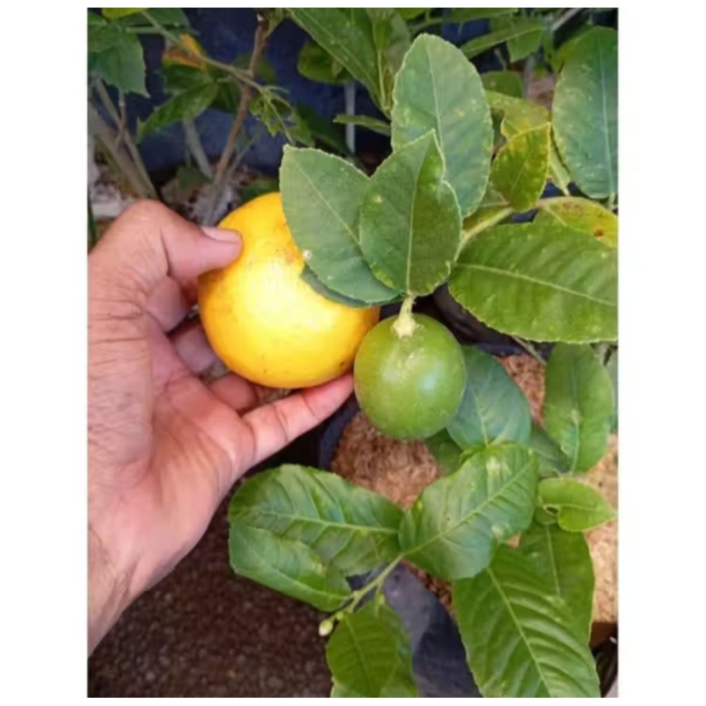 Bibit jeruk lemon sudah berbuah