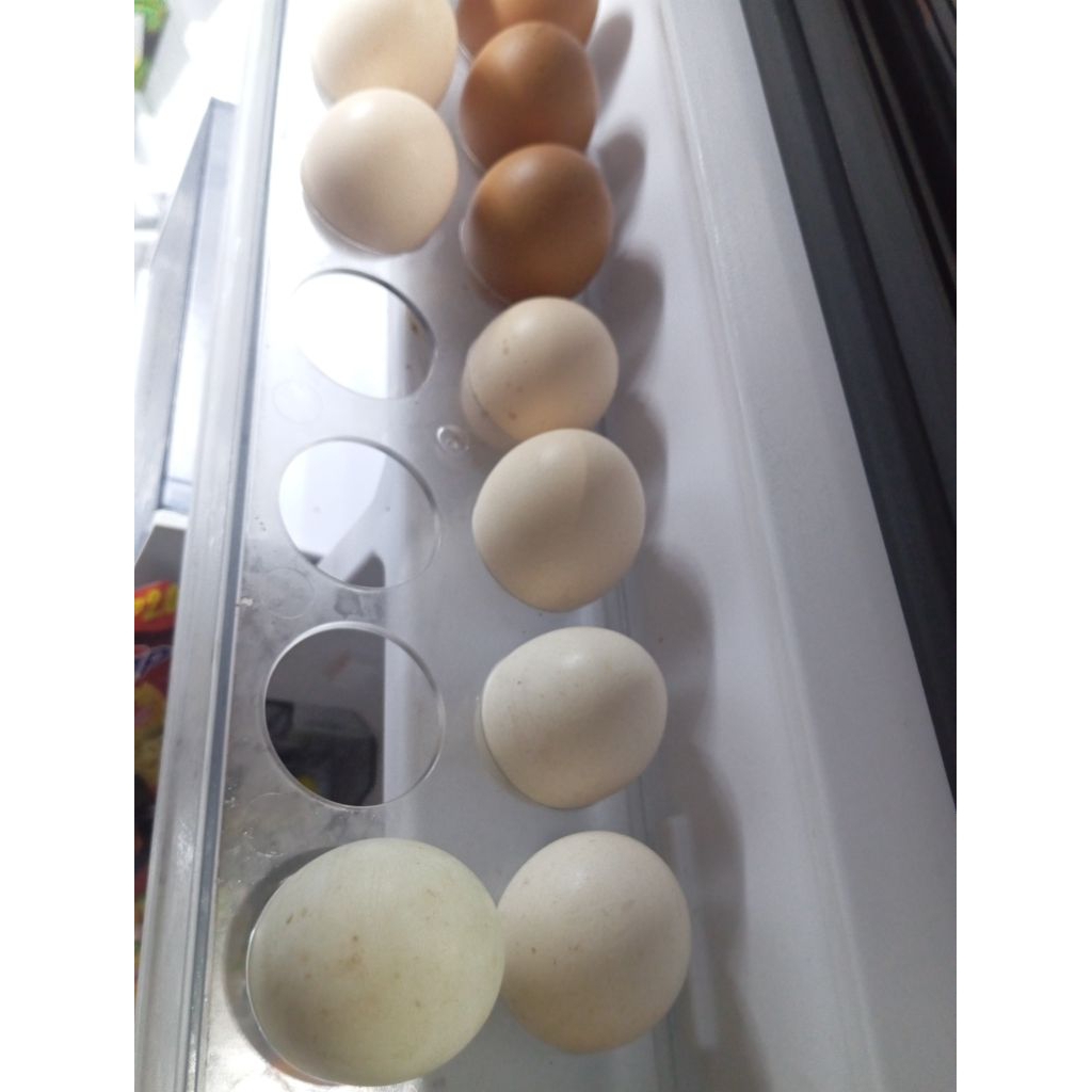 Telur Fertil Ayam Elba