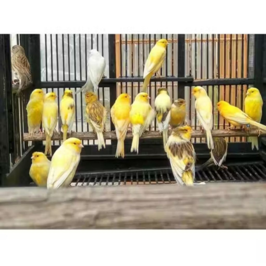 Kenari Bahan Berkualitas Jantan