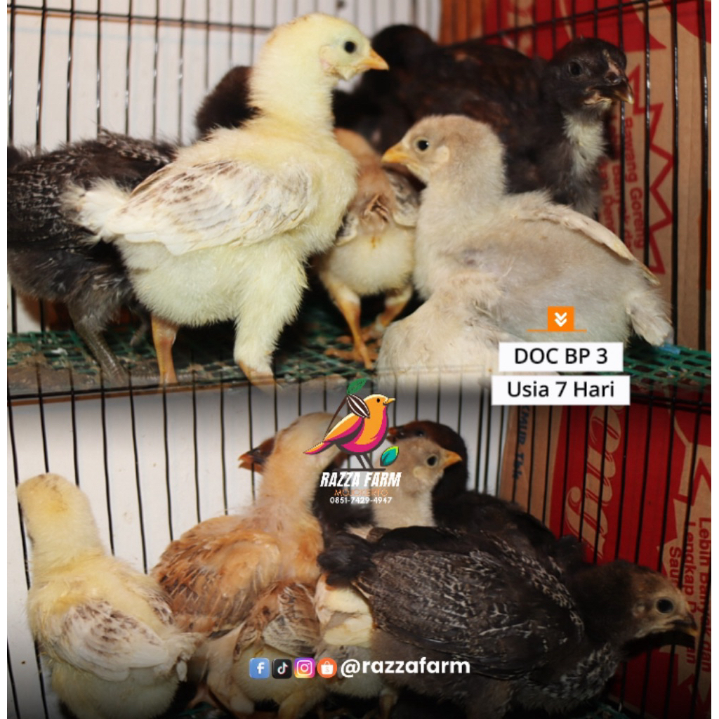 DOC Ayam Jenis BP 3
