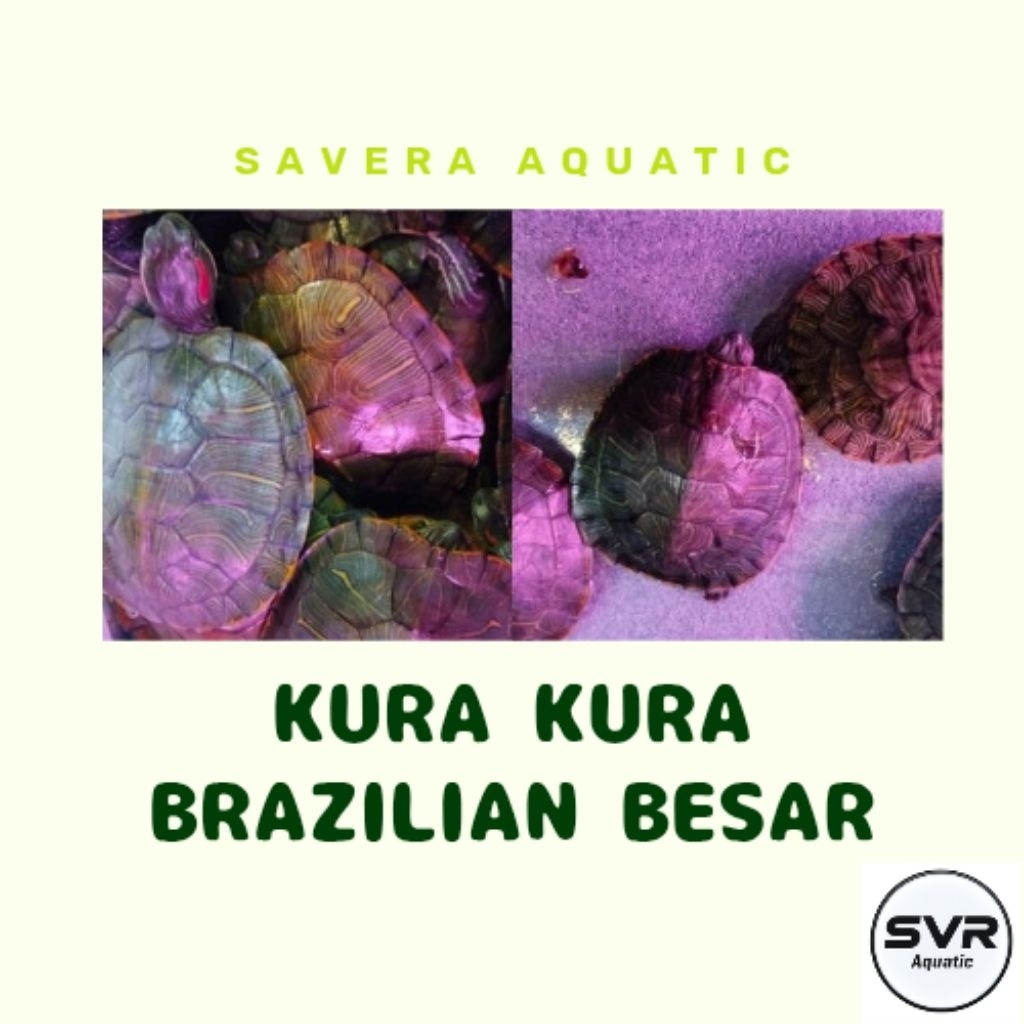 (KHUSUS GOJEK) KURA KURA BRAZILIAN BESAR - KURA AIR HIJAU BESAR - UKURAN 7 SAMPAI 8 CM