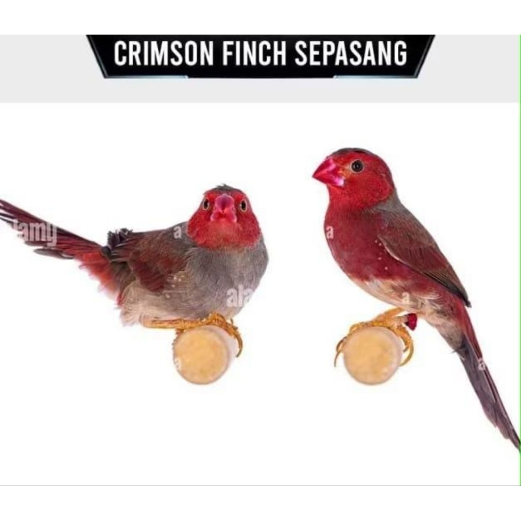 Burung Crimson Finch Pilihan Sepasang