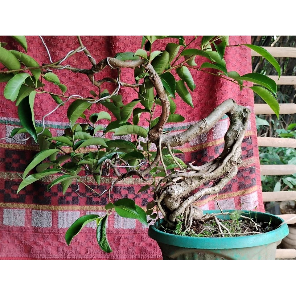 bonsai beringin sungsang bonsai jadi siap pajang bonsai siap kontes bonsai kelas prospek bonsai ektr