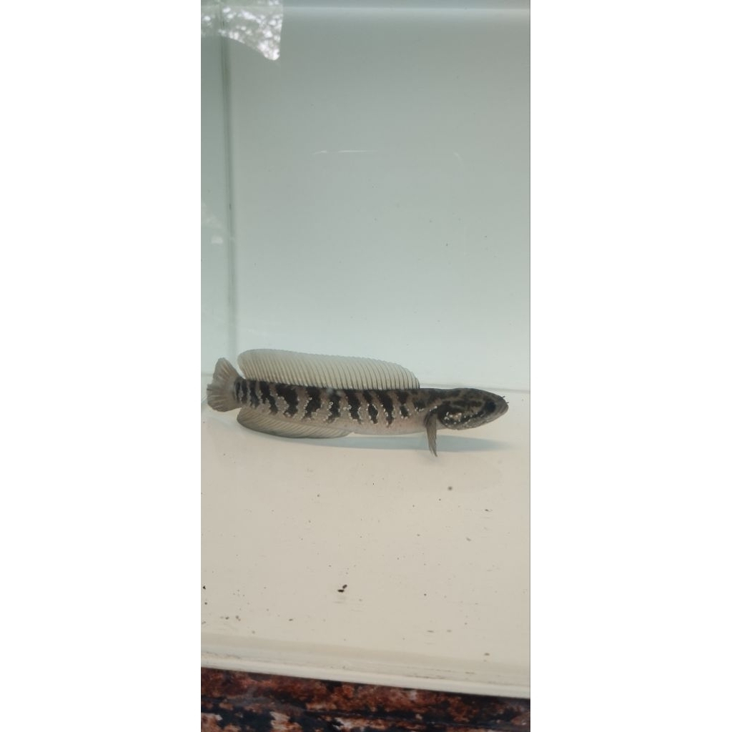 asiatica ws 19-20 cm