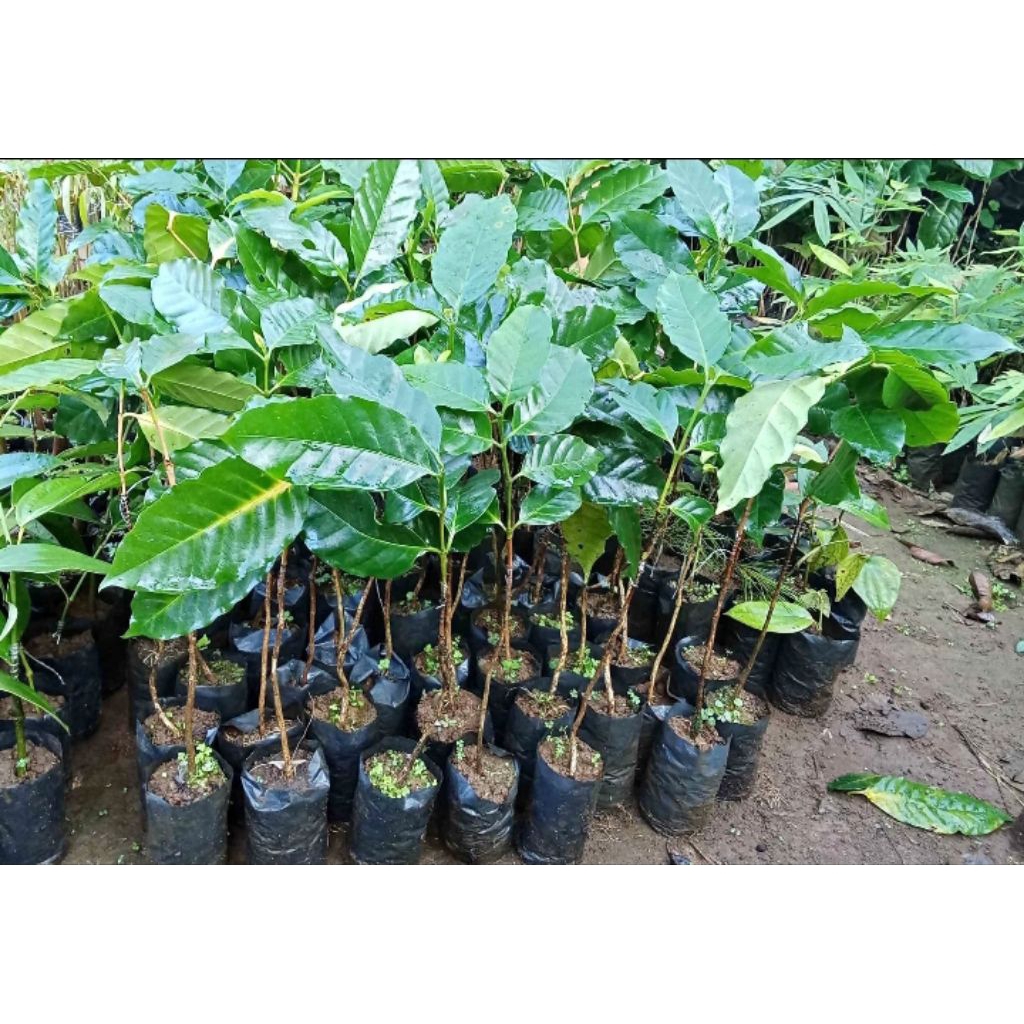 bibit kopi Arabika sambung satu paket isi 3pohon