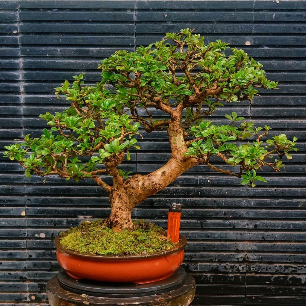 bonsai hokiantea prospek subur 1.150.000 siap pajang