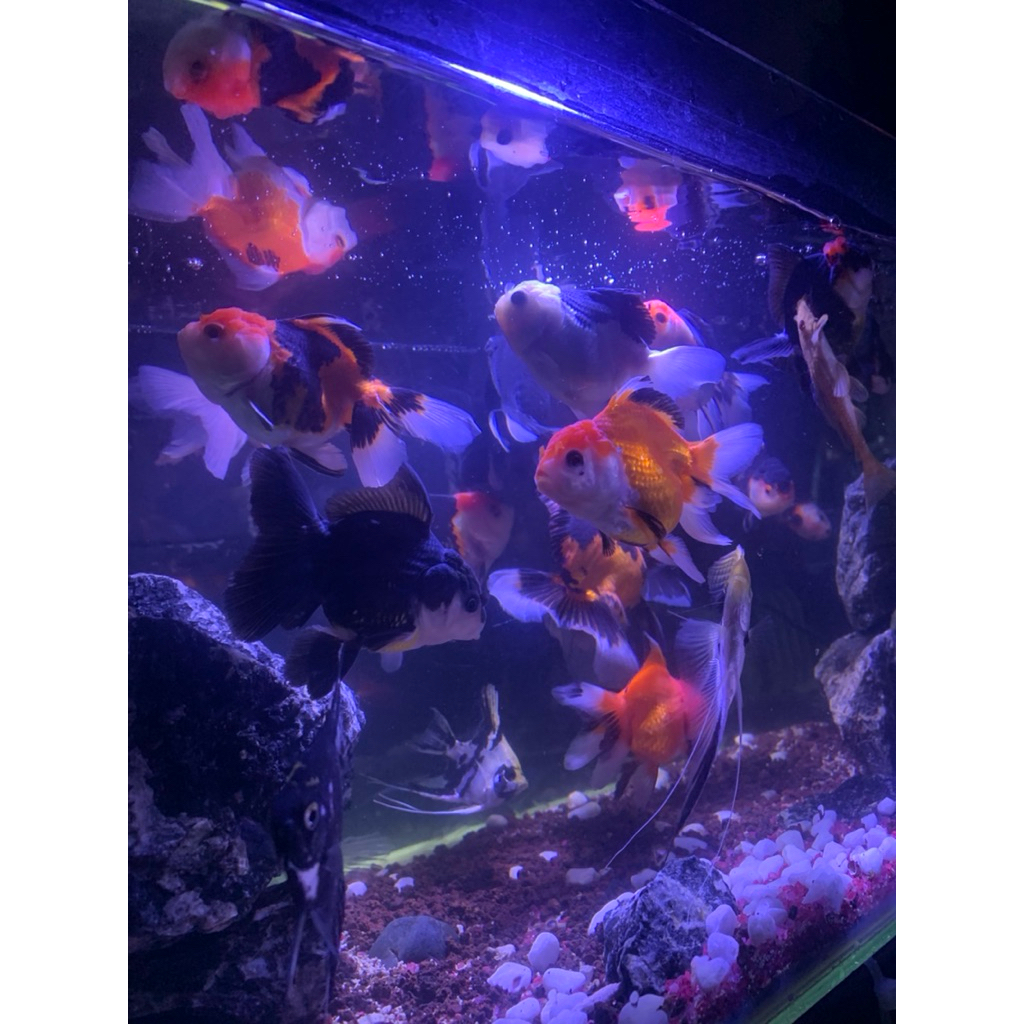 HIASAN AQUARIUM MAS KOKI ORANDA PANDA,ORANDA,MUTIARA,RANCHU