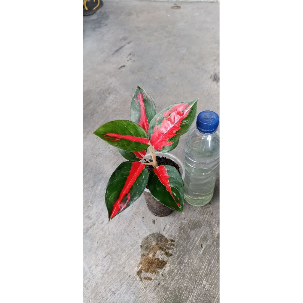 Aglaonema Suksom