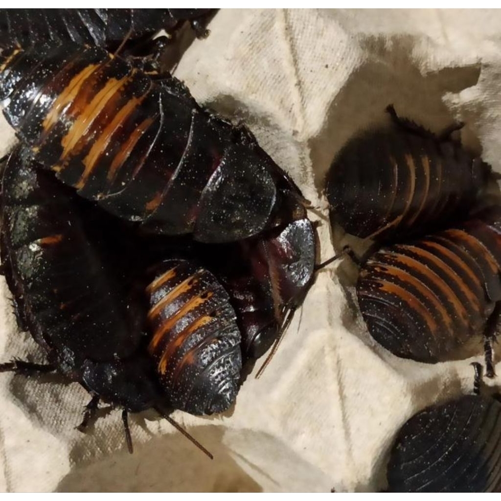 Mainan anak kecoa madagaskar sedang 3-4cm