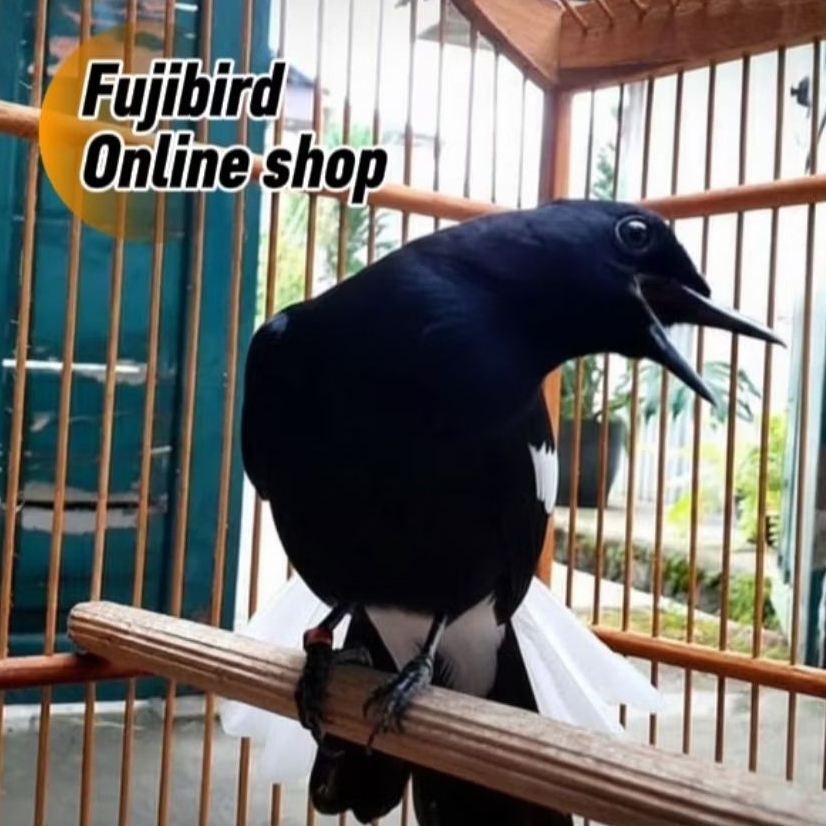 BURUNG KACER DADA HITAM JADI GACORAN RAJIN PILIHAN