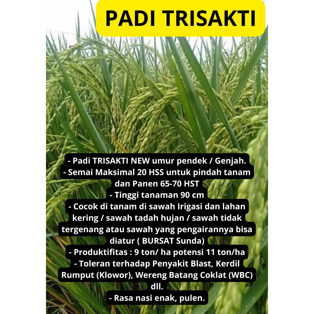 Bibit Benih Padi TRISAKTI kemasan 5Kg