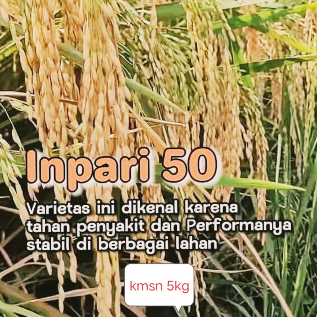 BENIH PADI SUPER UNGGUL INPARI 50 KMSN 5 KG