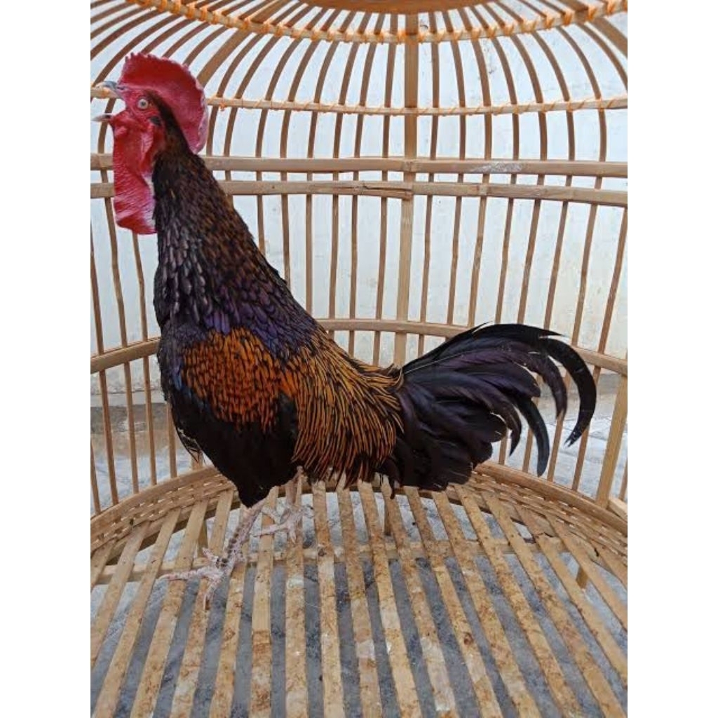 Induk Ayam Jago Bekisar Indukan Hias Dewasa Jantan pilihan