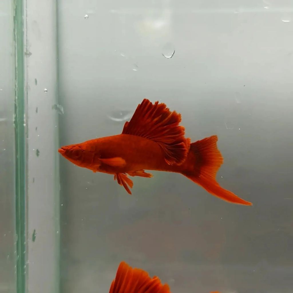 Platy Bloodred 4 cm - Aquatic Collection Item - Ready Stock - Pengiriman Instant & Same Day - by Zen