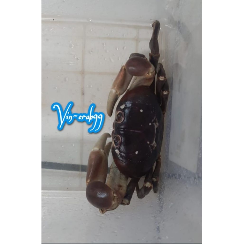 Kepiting Hias Tawar Gecarcoidea Lalandii Super Jumbo Uk. 8/9 cm