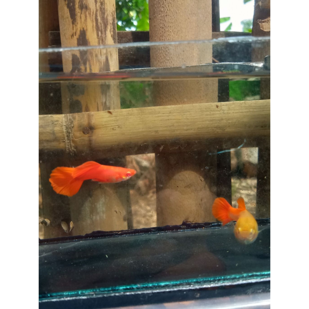 GUPPY ALBINO FULL RED BIG DORSAL (AFR BDS)