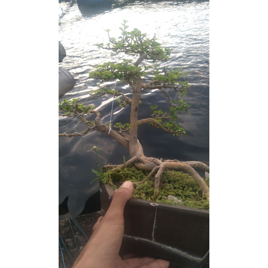 bonsai kaliage/sisir