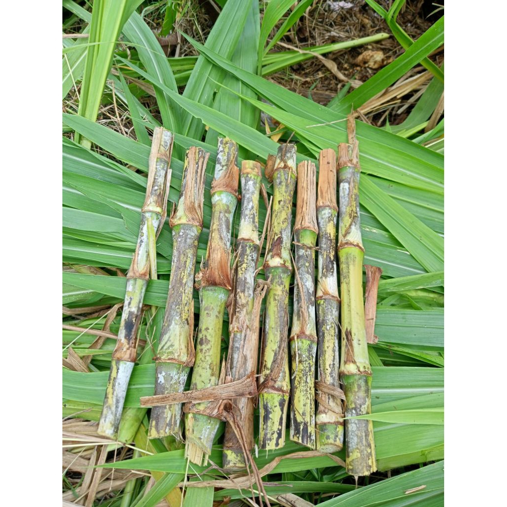 Bibit Rumput Pakchong