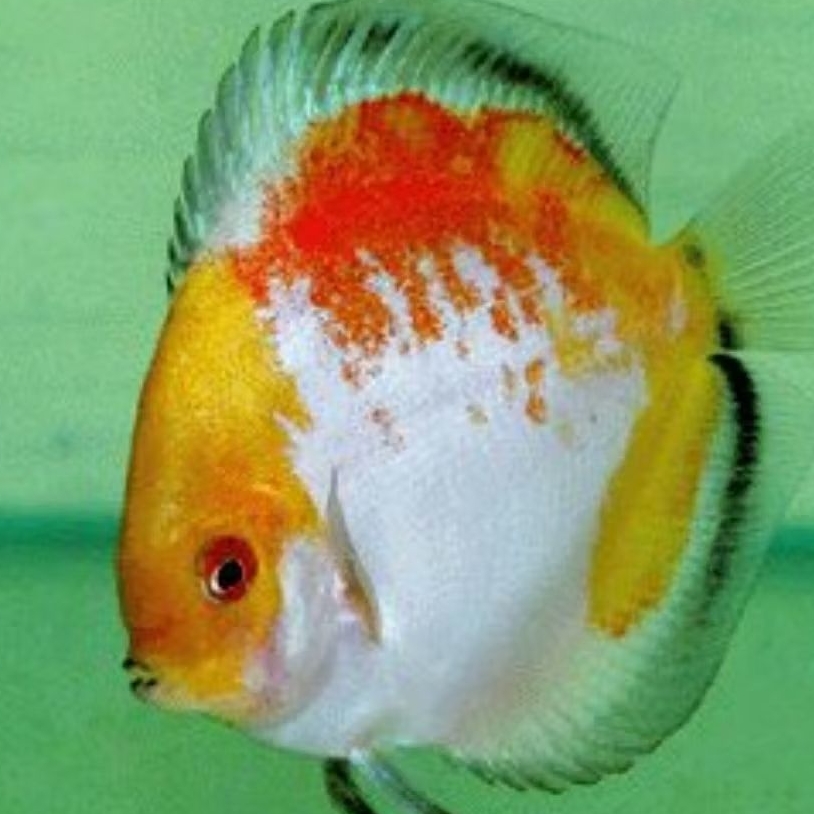 Discus calico ikan hias aquascape hiasan aquarium