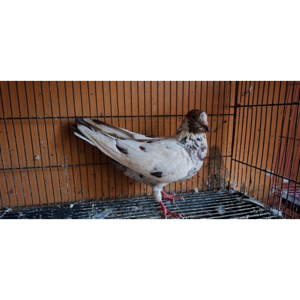 merpati betina blorok