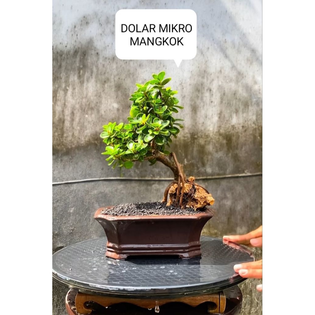 Dolar mangkok | bahan bonsai dolar mangkok mikro | bahan bonsai dolar | tanaman dolar