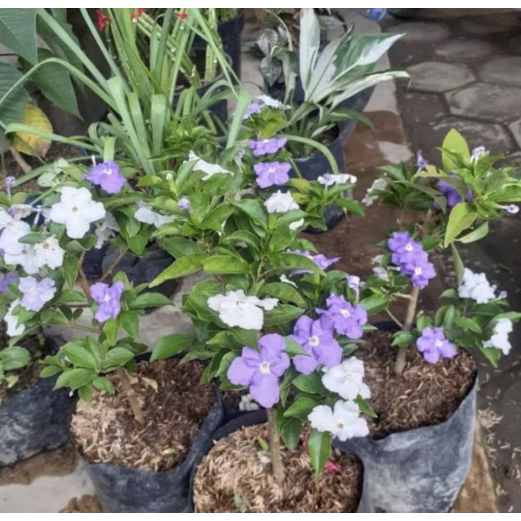 Tanaman Hias Pohon Melati Costa Bunga Melati Costa