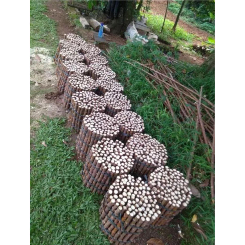 paket hematSteak singkong mentega - Bibit Pohon Singkong Mentega 1 paket  Stek Batang Pohon Singkong