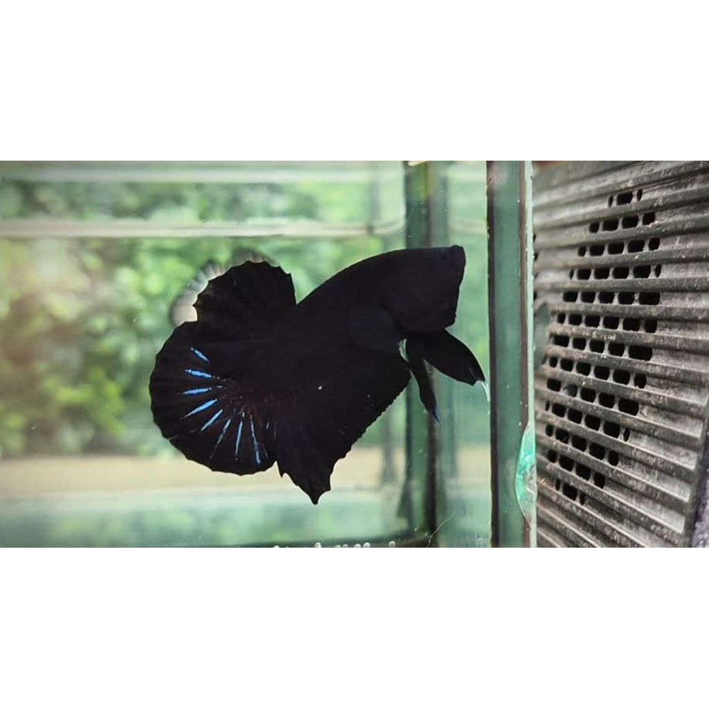 BAGAN SUPER BLACKING ADUAN SIZE M