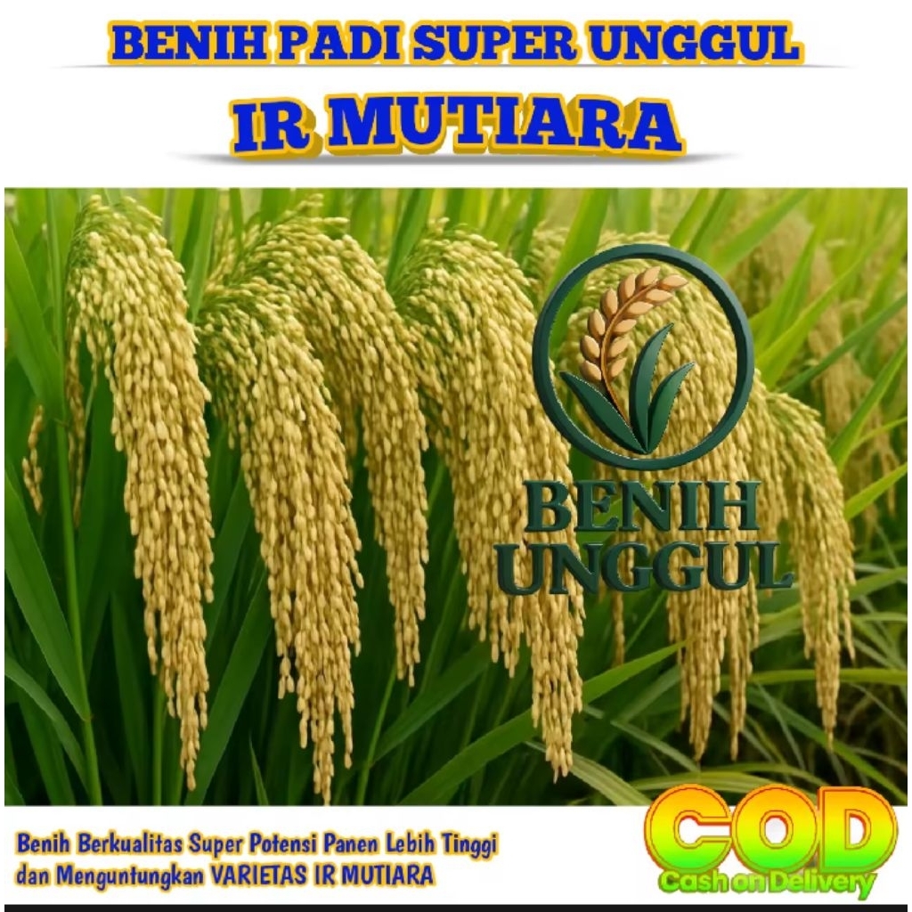 benih padi ir mutiara berkualitas 1kg