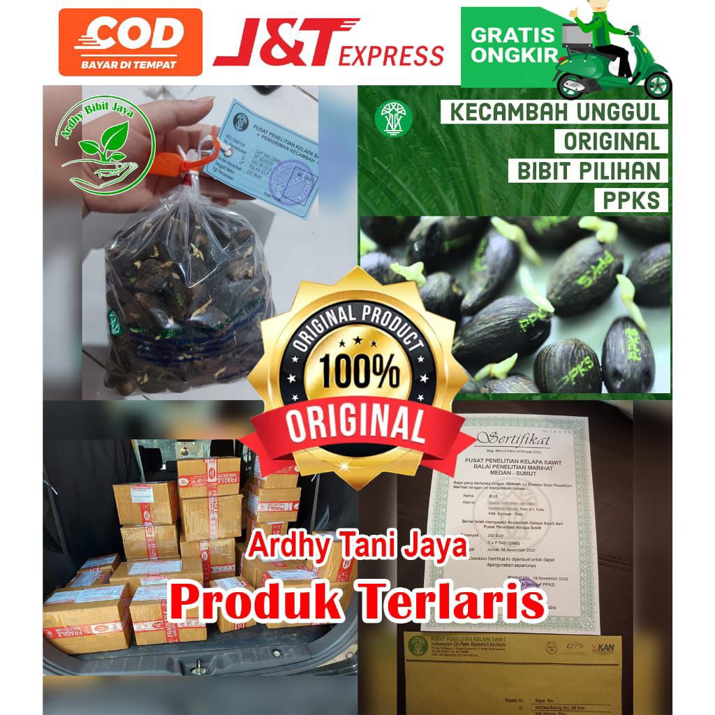 Bibit Benih Sawit Unggul Bersertifikat