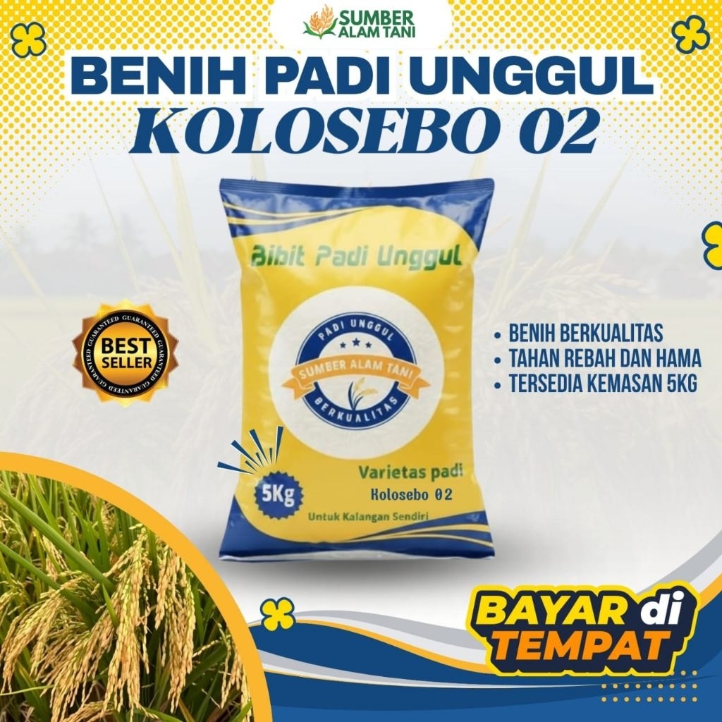 PADI KOLOSEBO 02 -5 Kg ORIGINAL