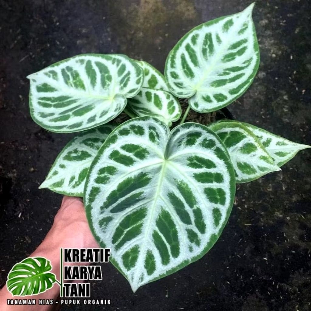 Tanaman Hias Anthurium Dorayaki Silver Blush Anturium Dorayaki