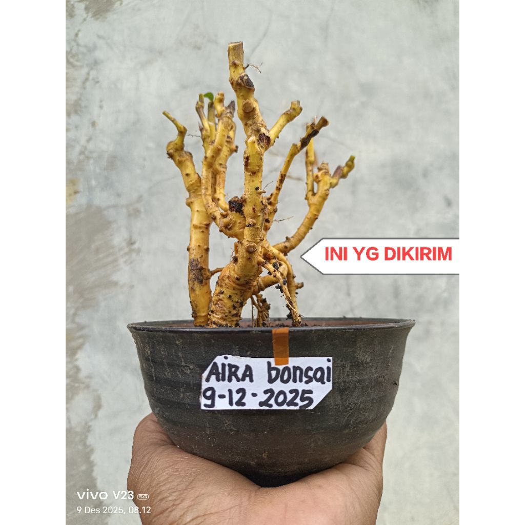 bahan bonsai serut grouping 1 bongol