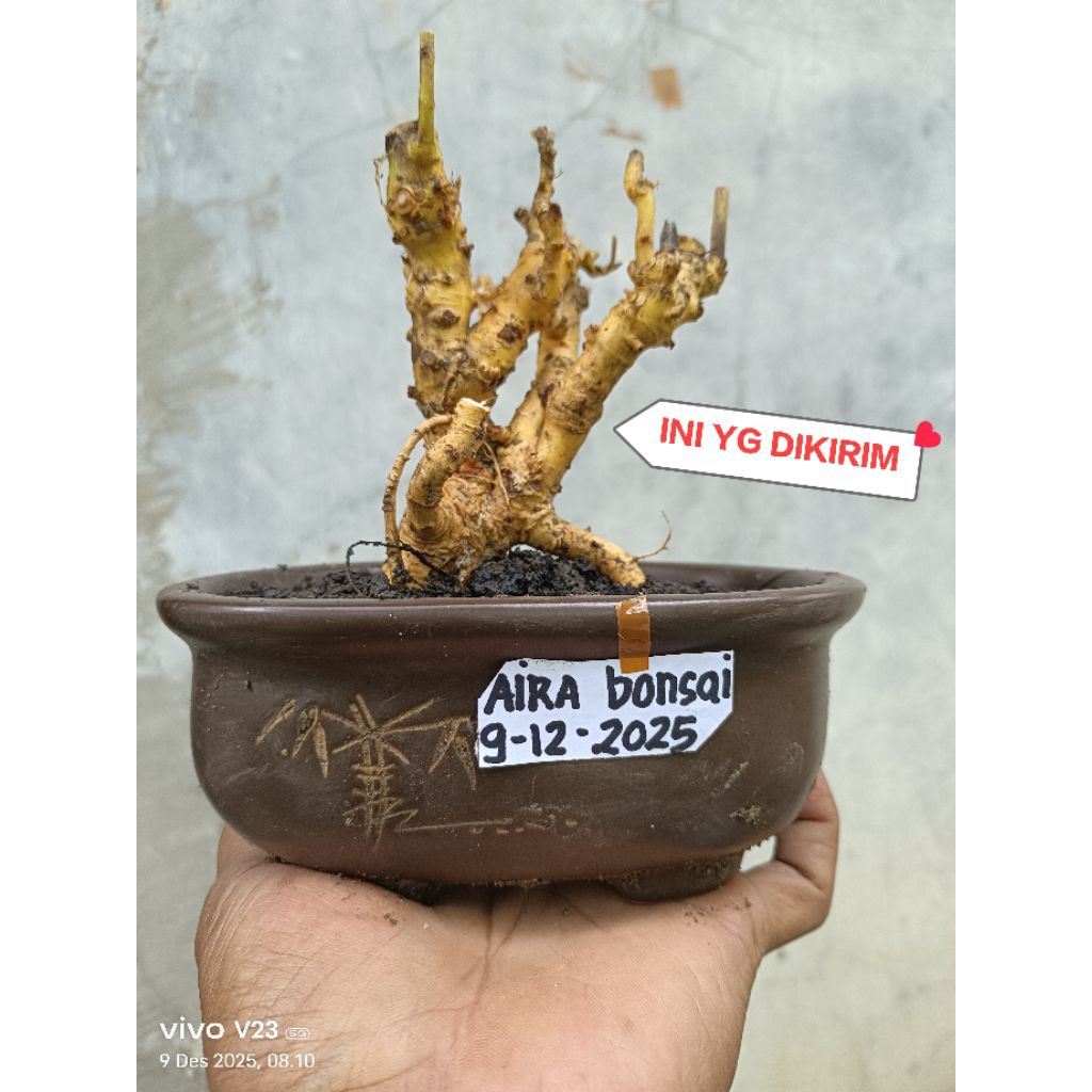 bahan bonsai serut dongkelan