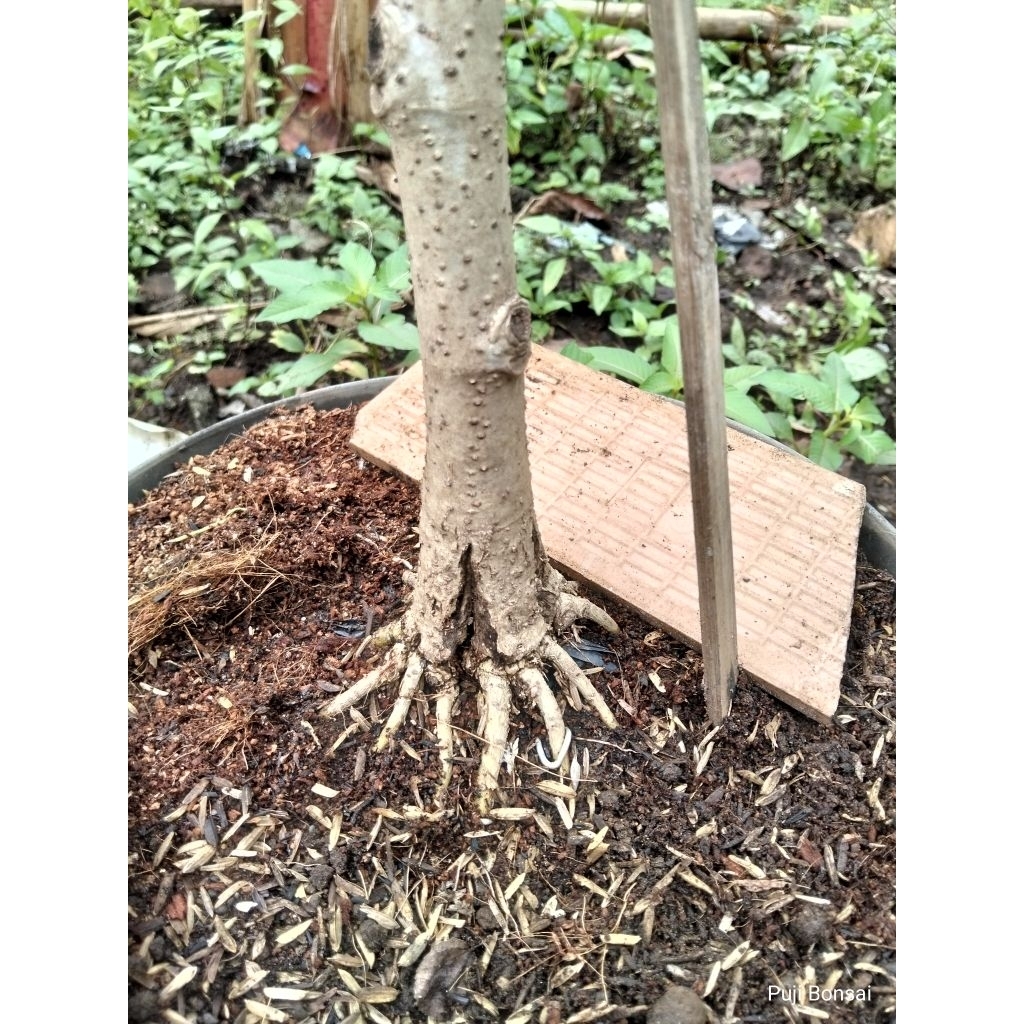 Waru India Program  Akar