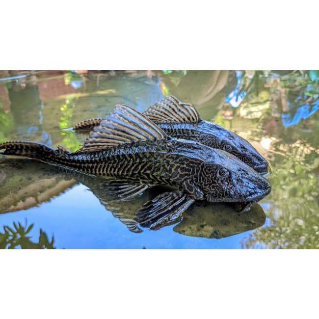 Ikan Hias Sapu Sapu Black Jumbo Pembersih Lumut Aquarium Original Best Seller