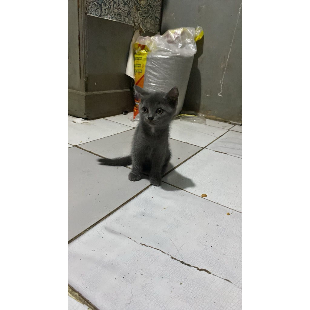 kitten british short hair