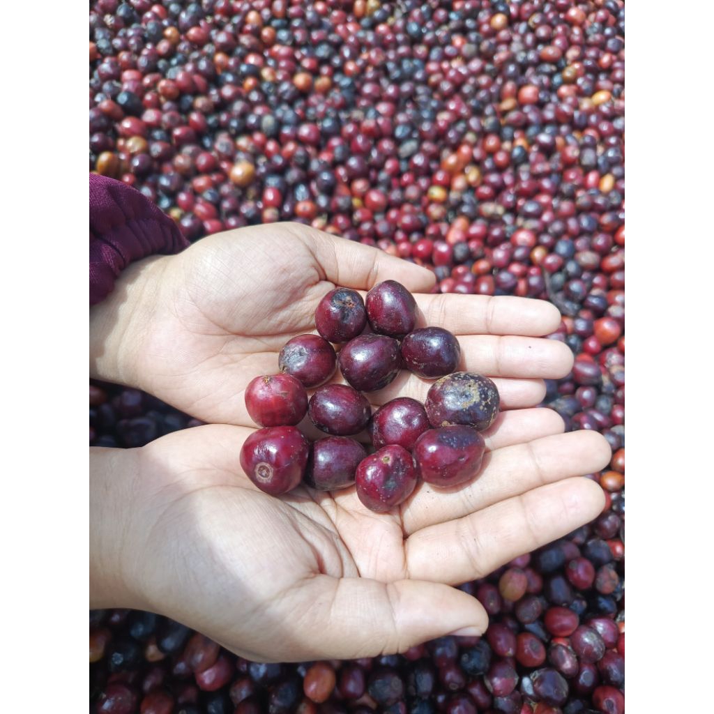 Bibit semai kopi Robusta Klon bagio 250gram